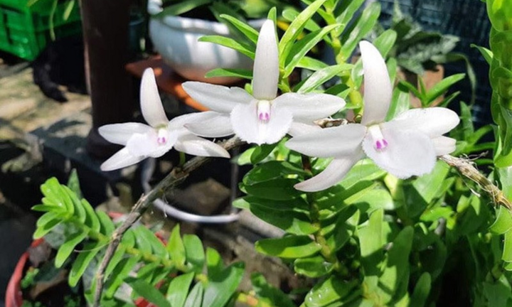 Ngậm đắng nuốt cay vì những thương vụ lừa đảo lan đột biến 