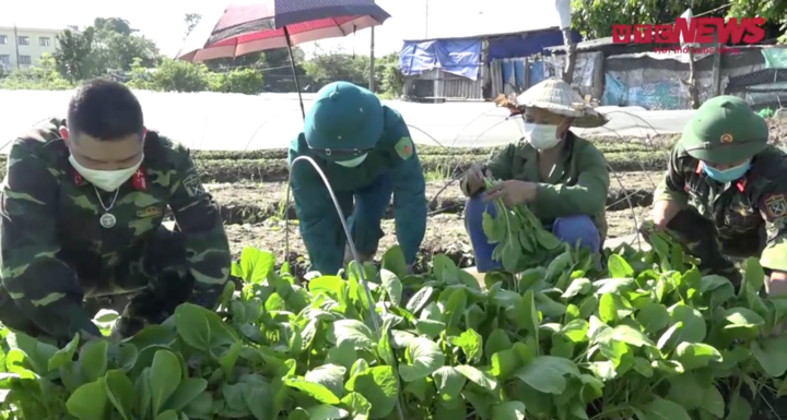 Video: Bộ đội ra đồng, xắn tay giúp nông dân Hà Nội thu hoạch, tiêu thụ hoa màu