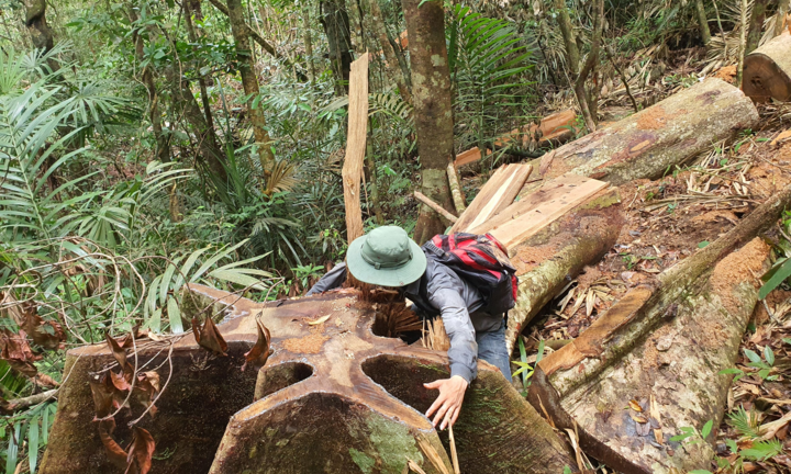 Ảnh: Lợi dụng dịch, lâm tặc 'xẻ thịt' nhiều cây cổ thụ rừng tự nhiên ở Đắk Lắk