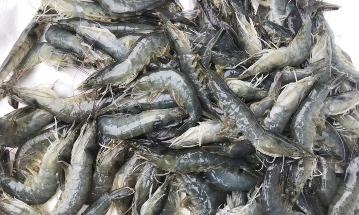 Giá tôm ở miền Tây lại giảm mạnh