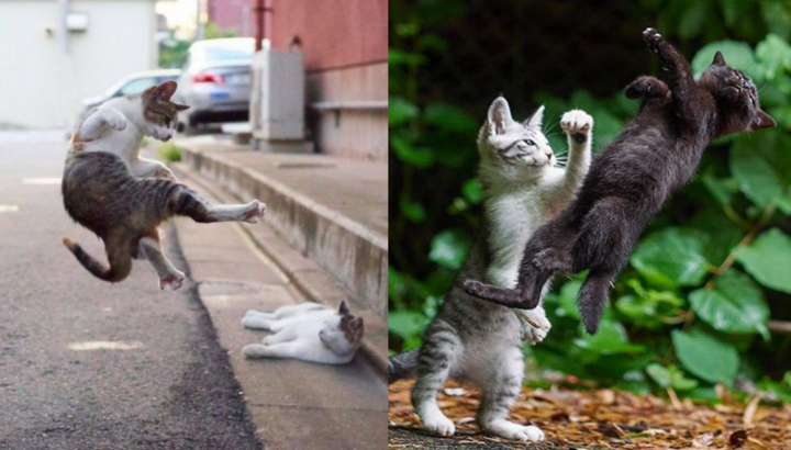 Mục sở thị những trận 'ẩu đả' đậm chất võ thuật đường phố của loài mèo