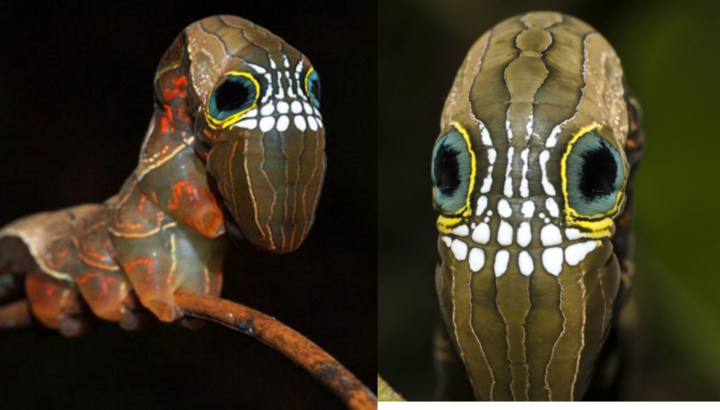 Giật mình với loài sâu mang ‘mặt nạ đầu lâu’ để dọa kẻ địch