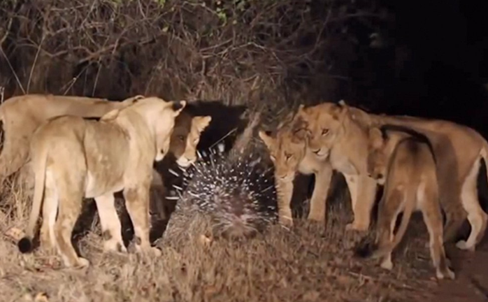 Nhím anh hùng một mình chống lại 17 con sư tử