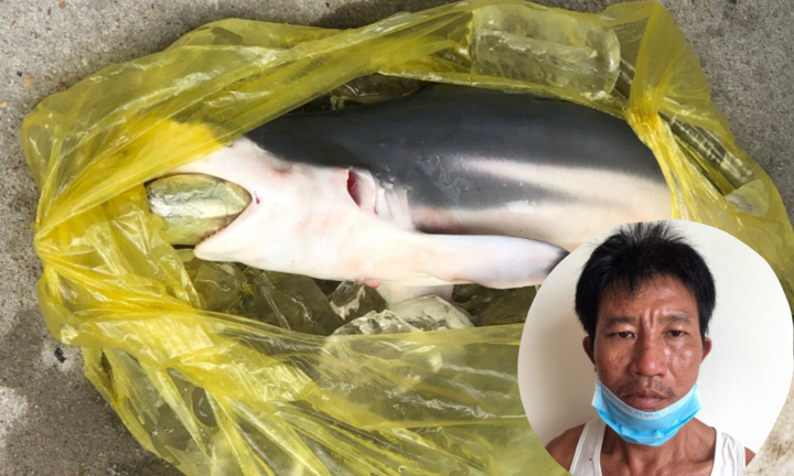 Cho cá 'nuốt' ma túy để mang về nhà