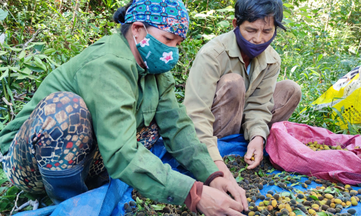 Ảnh: Người dân Gia Lai đổ xô vào rừng săn loại quả 3 năm mới có một lần