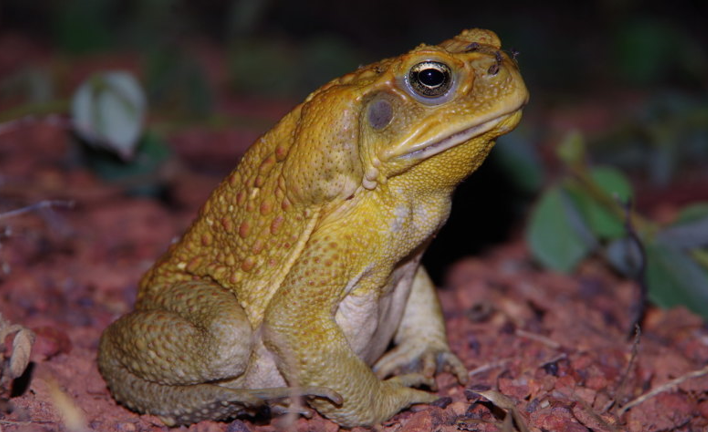 Kinh dị thói quen 'làm thịt' đồng loại của cóc mía