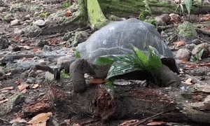 Video: Rùa khổng lồ ăn thịt chim non