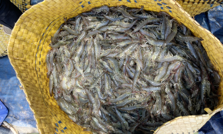  Sau 7 tuần giãn cách, tôm thẻ miền Tây tăng giá trở lại 