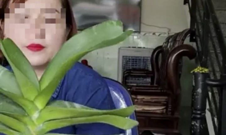 Một người ở Bình Định livestream mua, bán phong lan với gần 26,5 tỷ đồng