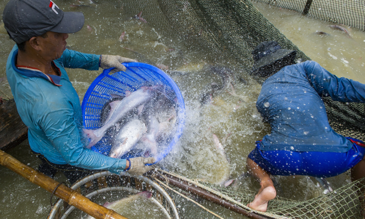 Phó Thủ tướng chỉ đạo giải cứu ngành thủy sản trước nguy cơ gãy đổ