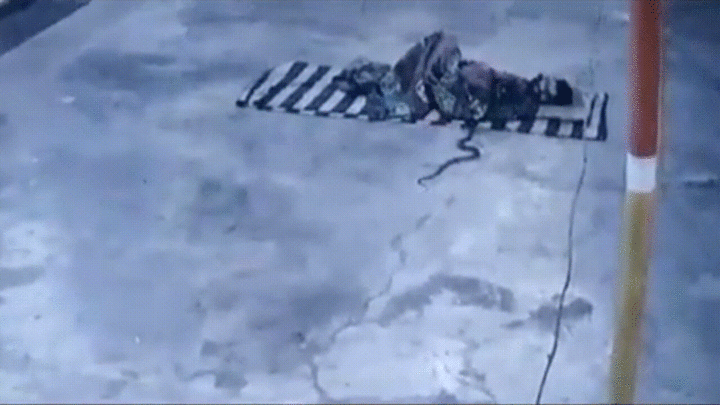 Video: Rắn chui vào chăn, người đàn ông vẫn say giấc ngủ