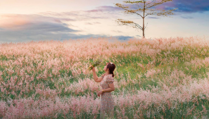 Đồi cỏ hồng đẹp mơ màng nằm giữa núi rừng Gia Lai hút hồn du khách