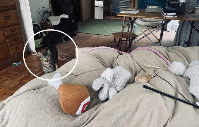 Thấy cô chủ bị sốt do tiêm vaccine COVID-19, mèo cưng mang đồ chơi đến an ủi 