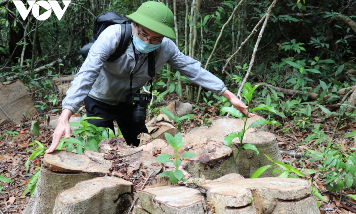 Tỉnh ủy Phú Yên chỉ đạo nhiều cơ quan vào cuộc làm rõ, ngăn chặn phá rừng