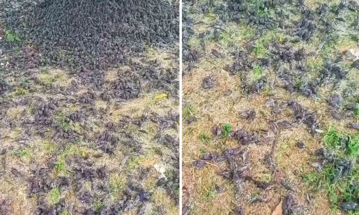 Nghìn con chim chết bí ẩn, xác nằm la liệt trong nghĩa trang