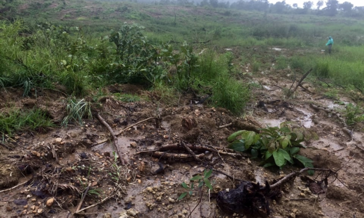 Gia Lai điều tra vụ 34,6 ha rừng phòng hộ bị san ủi để trồng bạch đàn 