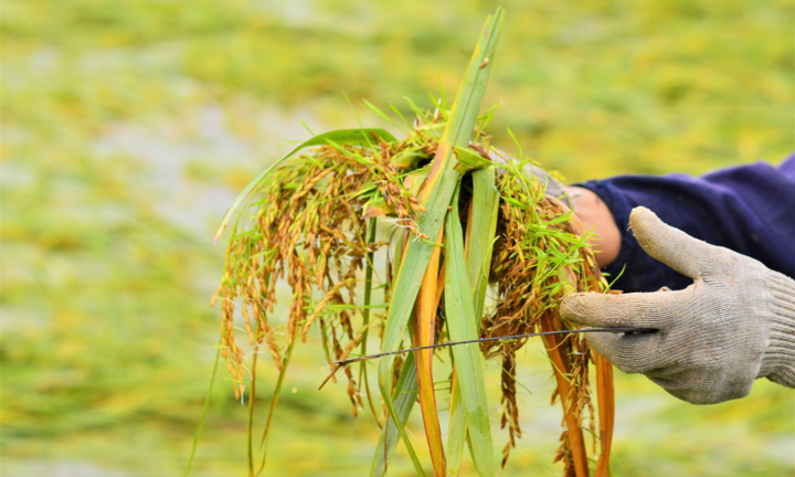Nông dân Đà Nẵng rớt nước mắt nhìn lúa nảy mầm trắng ruộng