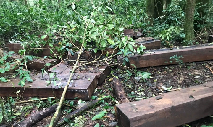 Lâm Đồng: Hai nữ lâm tặc phá hơn 5.000m2 rừng bị phạt 200 triệu đồng