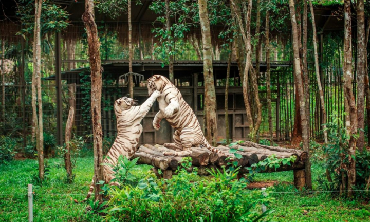 Vinh danh 12 tập thể, cá nhân có thành tích bảo tồn loài hoang dã