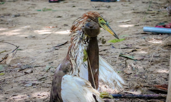 Ảnh: Những chiêu 'độc' đánh bắt chim trời theo kiểu 'tận diệt' ở Hà Tĩnh