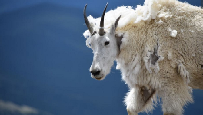 Khám nghiệm tử thi gấu xám cái, kinh ngạc với thủ phạm