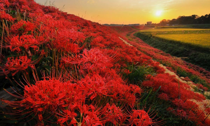 Xao xuyến ngắm sắc đỏ đầy mê hoặc của loài ‘hoa địa ngục’ khi thu về