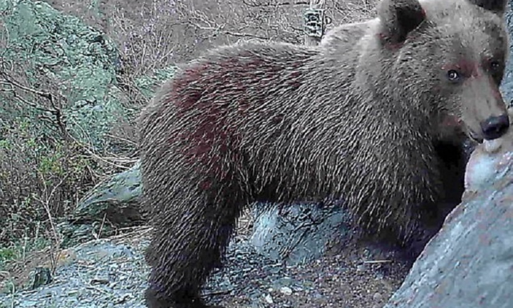 Điện Kremlin: Gấu Siberia lại rất gần lều Tổng thống Putin