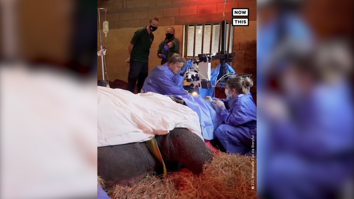 Video: Phẫu thuật đục thuỷ tinh thể cho tê giác một sừng ở Anh