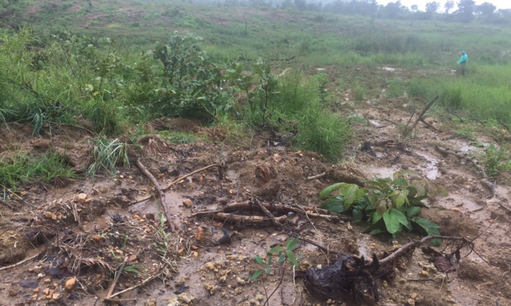 Hạt trưởng Kiểm lâm và Chủ tịch xã ở Gia Lai bị kỷ luật vì để 34ha rừng bị phá