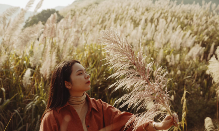 Cách Hà Nội chỉ 40 km có một ngọn đồi cỏ lau đẹp hút hồn không kém Bình Liêu