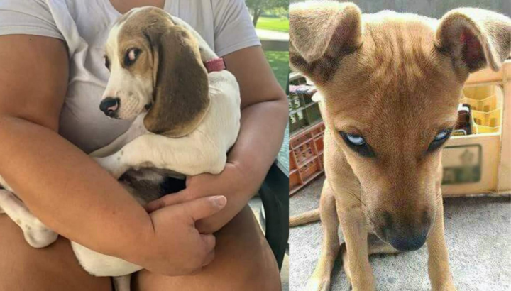 Hết hồn với ánh lườm sắc lẹm của chó cưng, đích thị không phải pet bình thường