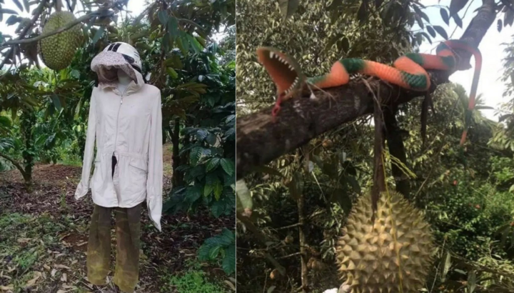 Không nhịn được cười với chiêu trò chống hái trộm trái cây của gia chủ thích đùa