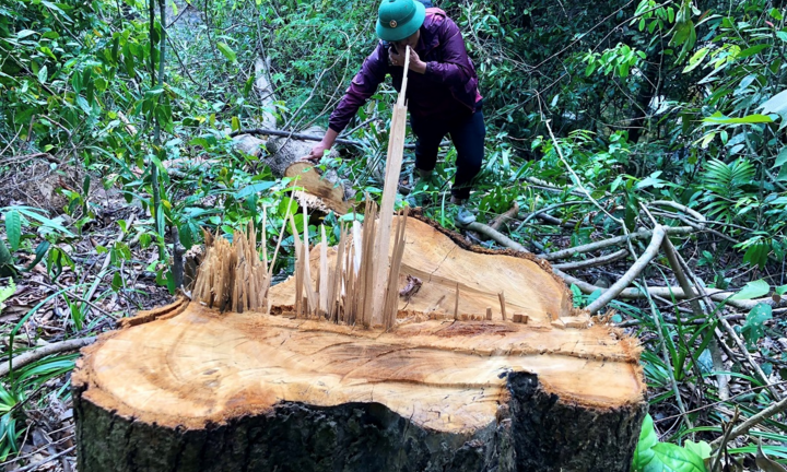 Ảnh: Rừng phòng hộ ở Quảng Nam, Quảng Ngãi bị 'xẻ thịt'