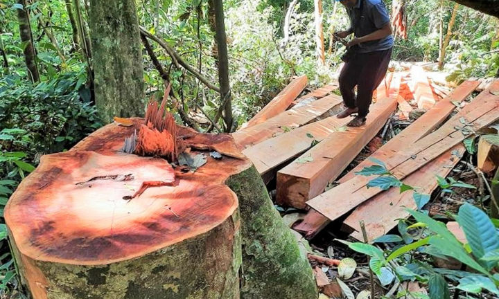 Rừng phòng hộ ở Trà Bui bị 'xẻ thịt': Trách nhiệm thuộc về ai?