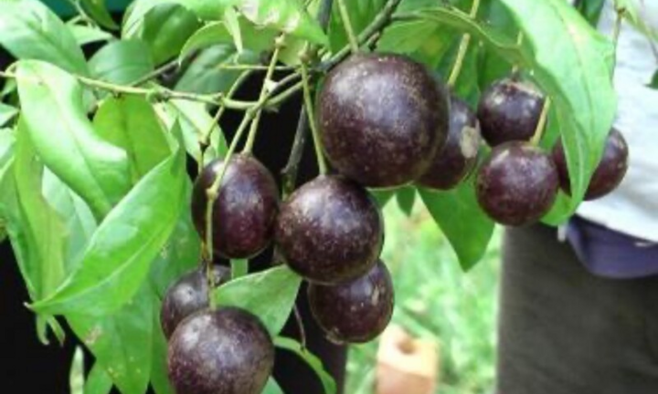 Quả hồng châu chứa độc tố nguy hiểm thế nào?