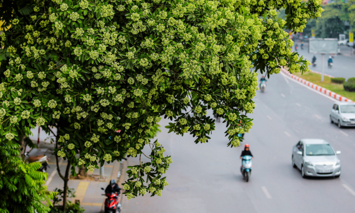 Hà Nội thơ mộng ngợp dưới ‘đặc sản’ kẻ yêu người ghét mang tên hoa sữa