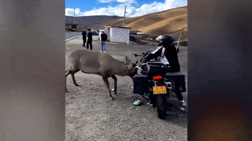 Video: Hươu hoang dã tấn công, vật lộn với tài xế mô tô
