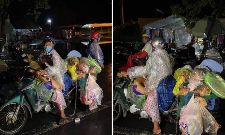 Chuyên gia nhận định tiêu hủy vật nuôi của bệnh nhân COVID-19 là không cần thiết