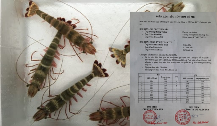 Vì sao một công ty ở Cần Thơ bị buộc tiêu huỷ đàn tôm giống bố mẹ?