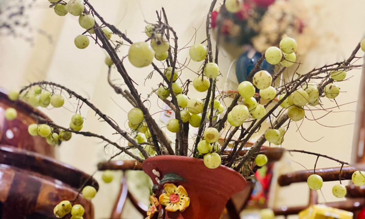 Me rừng sai trĩu cành hút khách, chị em tới tấp lùng mua