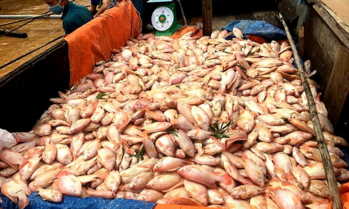 Hơn 750 tấn cá bè chết trương phình trên sông Đồng Nai