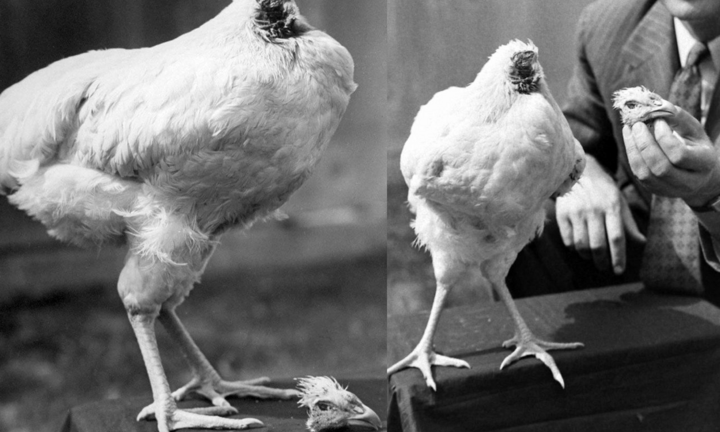 Ly kỳ chuyện chú gà bị mất đầu vẫn sống khỏe, đi diễn khắp nơi kiếm bộn tiền 