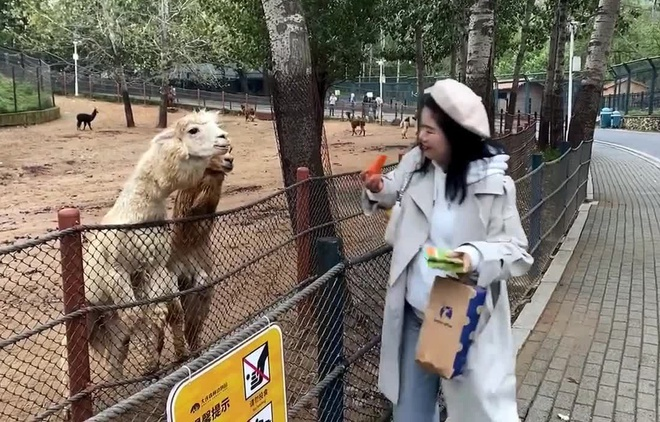 Video: Bị bẻ đôi đồ ăn, lạc đà nhổ nước bọt vào du khách ở Trung Quốc