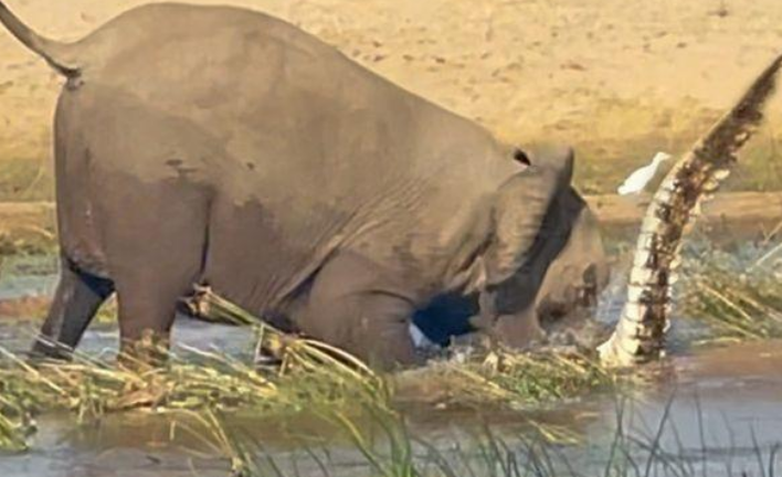 Voi mẹ giẫm chết cá sấu để bảo vệ con