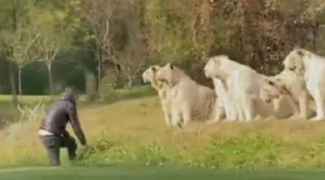 Người đàn ông giáp mặt, chọc điên 11 con hổ trắng