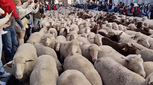Video: Hàng nghìn con cừu diễu hành trên phố ở Tây Ban Nha
