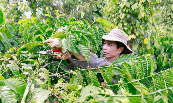 Ra mắt Bộ quy tắc tham chiếu phát triển cà phê bền vững