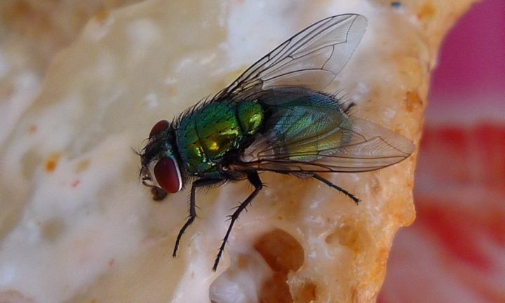 Rùng mình xem điều xảy ra khi ruồi đậu vào thức ăn của bạn