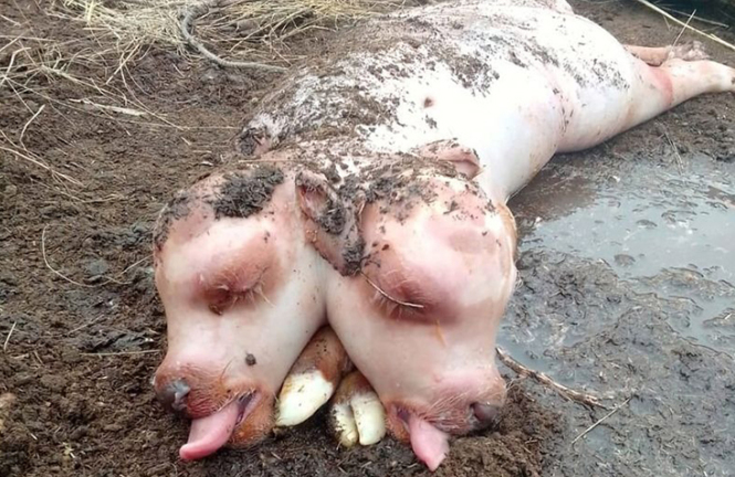 Sinh vật 'nửa bê, nửa lợn' hai đầu gây xôn xao ở Nga