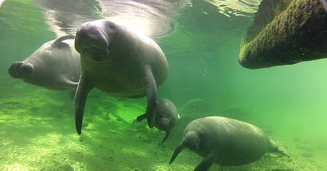 Ô nhiễm nước, lợn biển ở Florida chết đói nhiều kỷ lục 